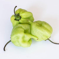 I Scream Scorpion Pepper Seeds, Garden Vegetables