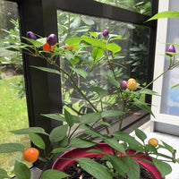 Chinese 5 Color Pepper Seeds, FUN Garden Vegetables