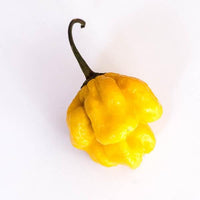 Yellow Reaper Pepper Seeds, Intense Heat Garden Vegetables