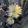 Peruvian Apple Cactus Plant