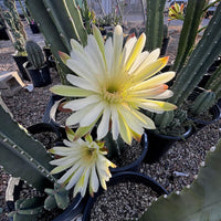Peruvian Apple Cactus Plant