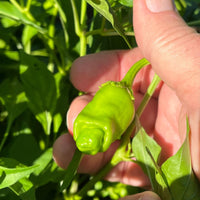 Iconic Peter Pepper Seeds, Novelty Garden Vegetables