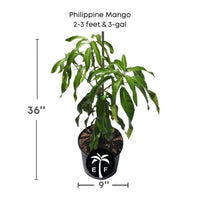 Mangifera indica 'Carabao' Philippine Mango Tree, Grafted Live Manila Fruit Plant