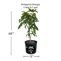 Mangifera indica 'Carabao' Philippine Mango Tree, Grafted Live Manila Fruit Plant