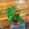 Philodendron Mayoi, Live 6" Plant - Indoor / Outdoor Houseplants