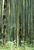 Phyllostachys Edulis 20 Seeds, Edible Giant Timber Moso Bamboo