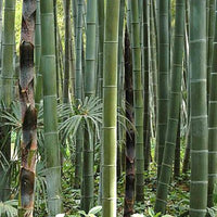 Phyllostachys Edulis 20 Seeds, Edible Giant Timber Moso Bamboo
