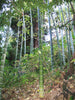 Phyllostachys Edulis 20 Seeds, Edible Giant Timber Moso Bamboo