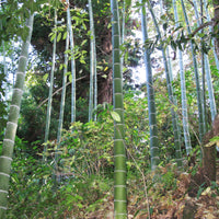 Phyllostachys Edulis 20 Seeds, Edible Giant Timber Moso Bamboo