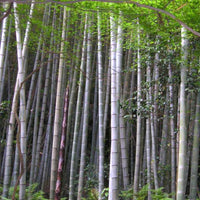 Phyllostachys Edulis 20 Seeds, Edible Giant Timber Moso Bamboo
