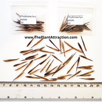 Phyllostachys Edulis 20 Seeds, Edible Giant Timber Moso Bamboo