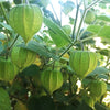 Physalis Peruviana 50 Seeds, Edible Cape Gooseberry Shrub Goldenberry Fruit