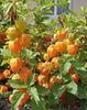 Physalis Peruviana 50 Seeds, Edible Cape Gooseberry Shrub Goldenberry Fruit
