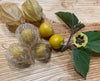Physalis Peruviana 50 Seeds, Edible Cape Gooseberry Shrub Goldenberry Fruit