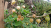 Physalis Peruviana 50 Seeds, Edible Cape Gooseberry Shrub Goldenberry Fruit