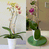 BARE™ Flora™ - Customizable Wooden Plant Support - Perfect For Orchids