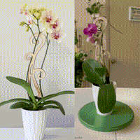 BARE™ Flora™ - Customizable Wooden Plant Support - Perfect For Orchids