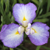Japanese Iris 5 Rhizomes - Zen Garden Mix By Easy To Grow Bulbs