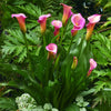 Calla Lily, Pillow Talk - 3 Calla Rhizomes By Easy To Grow Bulbs