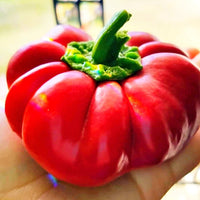 Pimento Mild Pepper Seeds, Sweet Garden Vegetables