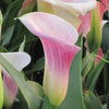 Calla 3 Rhizomes- Pink Melody By Easy To Grow Bulbs