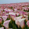 Calla 3 Rhizomes- Pink Melody By Easy To Grow Bulbs