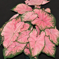 Caladium 3 Bulbs - Pink Splash By Easy To Grow Bulbs