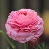 Ranunculus 10 Corms - Tecolote Rainbow Mix - By Easy To Grow Bulbs