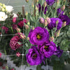 Trellis Garden Netting | 6" Mesh By Bootstrap Farmer