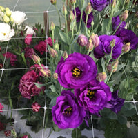 Trellis Garden Netting | 6" Mesh By Bootstrap Farmer