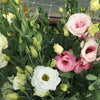 Trellis Garden Netting | 6" Mesh By Bootstrap Farmer