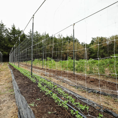 Trellis Garden Netting | 6
