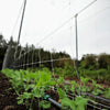 Trellis Garden Netting | 6" Mesh By Bootstrap Farmer