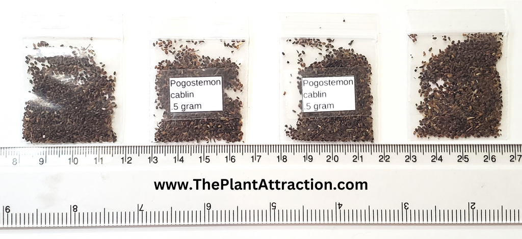 patchouli plant seeds for sale Pogostemon Cablin .5 Gram Seeds, Fragrant Patchouli Perennial Herb Gar