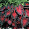 Caladium 3 Tuber Bulbs - Postman Joyner By Easy To Grow Bulbs