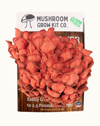 Premium Pink Oyster Mushroom Growing Kit - 5 LBS
