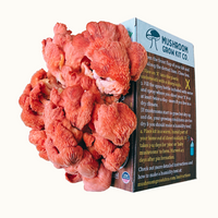 Premium Pink Oyster Mushroom Growing Kit - 5 LBS
