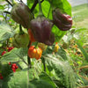 Rare Purple Ghost Scorpion Pepper Seeds, Serious Heat Garden Vegetables