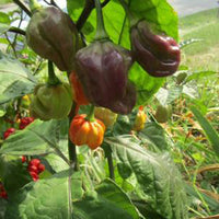 Rare Purple Ghost Scorpion Pepper Seeds, Serious Heat Garden Vegetables