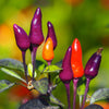 Purple Tiger Pepper Seeds, Garden Vegetables