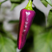 Purple Tiger Pepper Seeds, Garden Vegetables