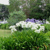 Agapanthus - Glacier Stream - 1 Bareroot