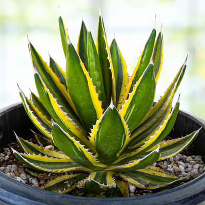 Agave Lophantha Quadricolor, Cold Hardy Landscape Variegated Succulent Plant