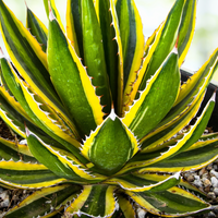 Agave Lophantha Quadricolor, Cold Hardy Landscape Variegated Succulent Plant