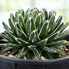 Queen Victoria Agave, Succulent Plant