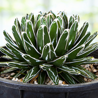 Queen Victoria Agave, Succulent Plant