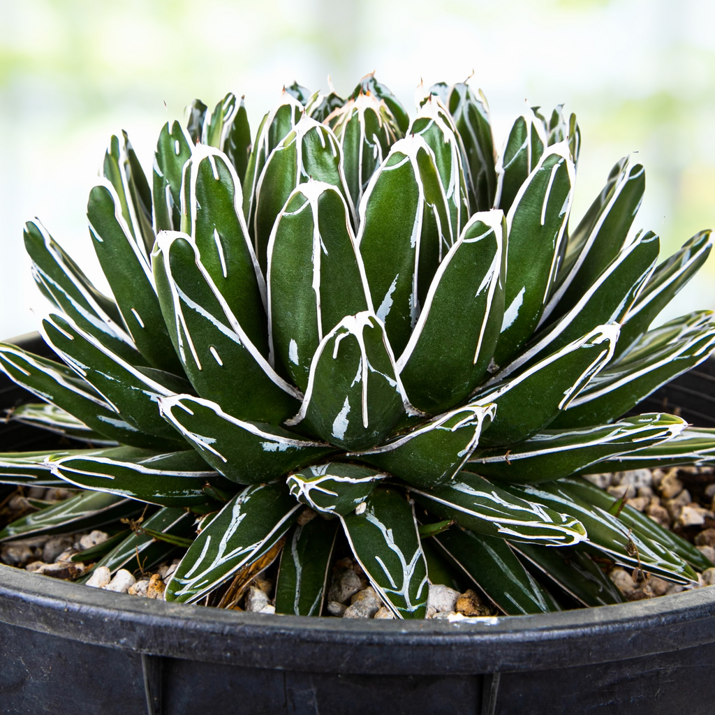 queen victoria succulent Queen Victoria Agave, Succulent Plant
