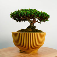 Bonsai Pot with Drainage & Tray In Many Colors & Sizes
