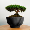 Bonsai Pot with Drainage & Tray In Many Colors & Sizes