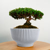 Bonsai Pot with Drainage & Tray In Many Colors & Sizes